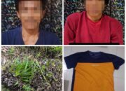 Sat Reskrim Polres Tulang Bawang Barat Amankan Pelaku Pencurian Buah Sawit Yang Meresahkan Warga di Kecamatan Gunung Terang