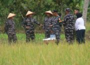 Dukung Ketahanan Pangan Nasional, Lanal Lampung Gelar Panen Raya Padi 