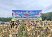Panen Raya Jagung Serentak Kuartal II di Tumijajar, Polres Tulang Bawang Barat Dukung Ketahanan Pangan Nasional