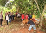 Polres Lampung Utara Laksanakan Pemotongan Hewan Kurban Idul Adha 1447 H
