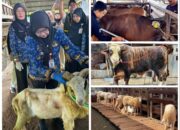 Penjualan Sapi Kurban Lampung 2026 Naik 40,15 Persen, Domba Melonjak 121,76 Persen