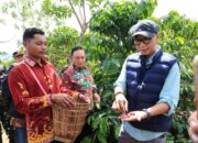 PHC Ubah Wajah Perkebunan Kopi Lampung, Gubernur Mirza Dorong Produktivitas Kopi Meningkat