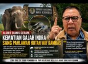 Alzier Dianis Geram, Kematian Gajah Indra Sang Pahlawan Hutan Way Kambas