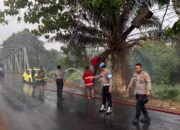 Pohon Sawit Terbakar di Jembatan Sindang Sari Kotabumi, Polisi dan Damkar Bergerak Cepat Padamkan Api