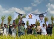 Erma Yusneli Panen Raya Bersama Petani Tanjung Sari, Janji Kawal Aspirasi ke Pusat 
