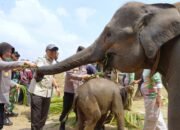 Di Era Gubernur Mirza, Pemprov Lampung Dorong Konservasi Way Kambas Berbasis Harmoni Manusia dan Gajah
