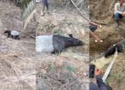 Tapir Kembali Muncul di Perkebunan Mesuji, Kali Ini Berhasil Diselamatkan Warga