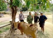 Warga Temukan Seekor Sapi Betina di Kebun Sawit Bandar Putih, Polisi Imbau Pemilik Segera Melapor